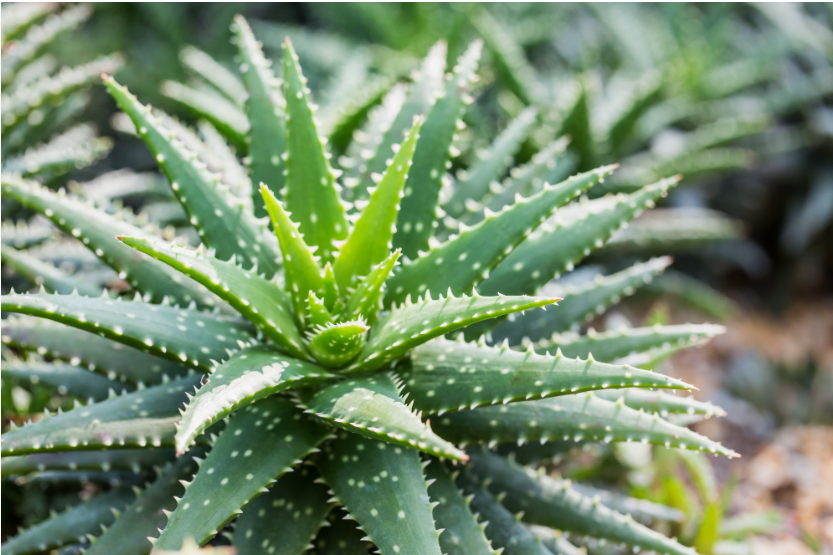 Aloe vera plant