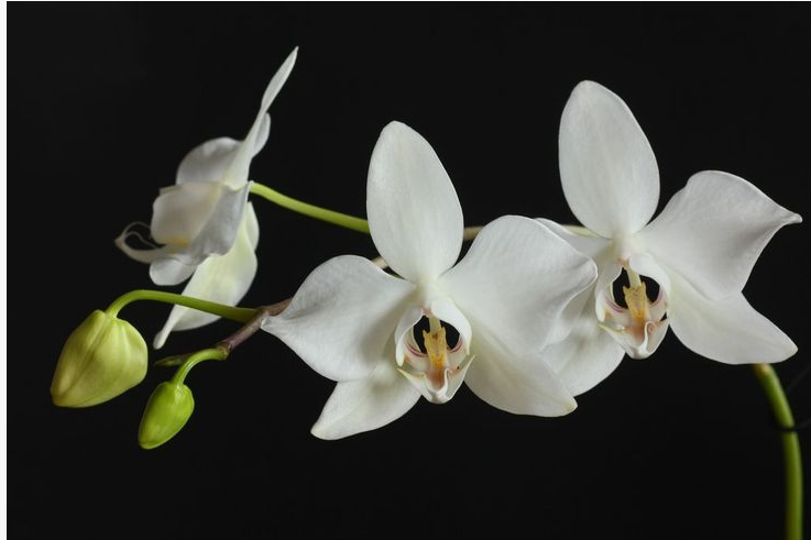 Aphrodite’s Phalaenopsis