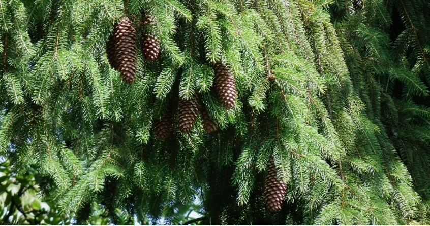 Norway spruce