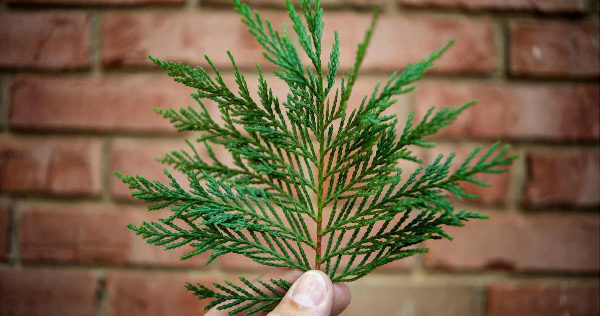 arborvitae-tree