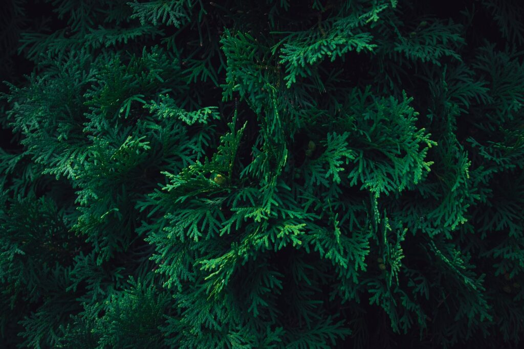 arborvitae tree the top view of a tree with green leaves